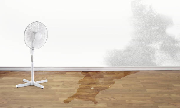 Best Carpet water damage restoration  in San Castle, FL